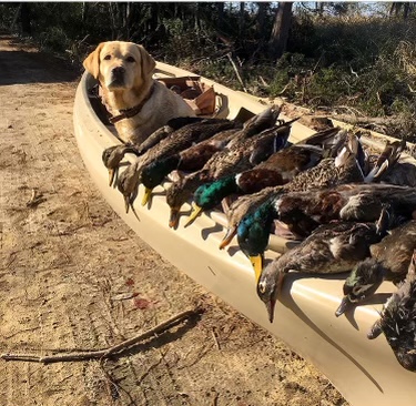 Oak Hill's Barley | Yellow Labrador Retriver