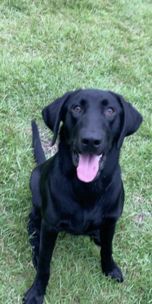 Great Swamp’s Speed Demon | Black Labrador Retriver