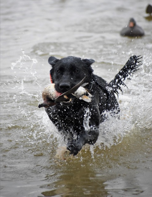 HR Smoking Ace Jojo | Black Labrador Retriver