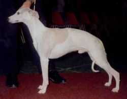 Vibes Pjerrot | Whippet 