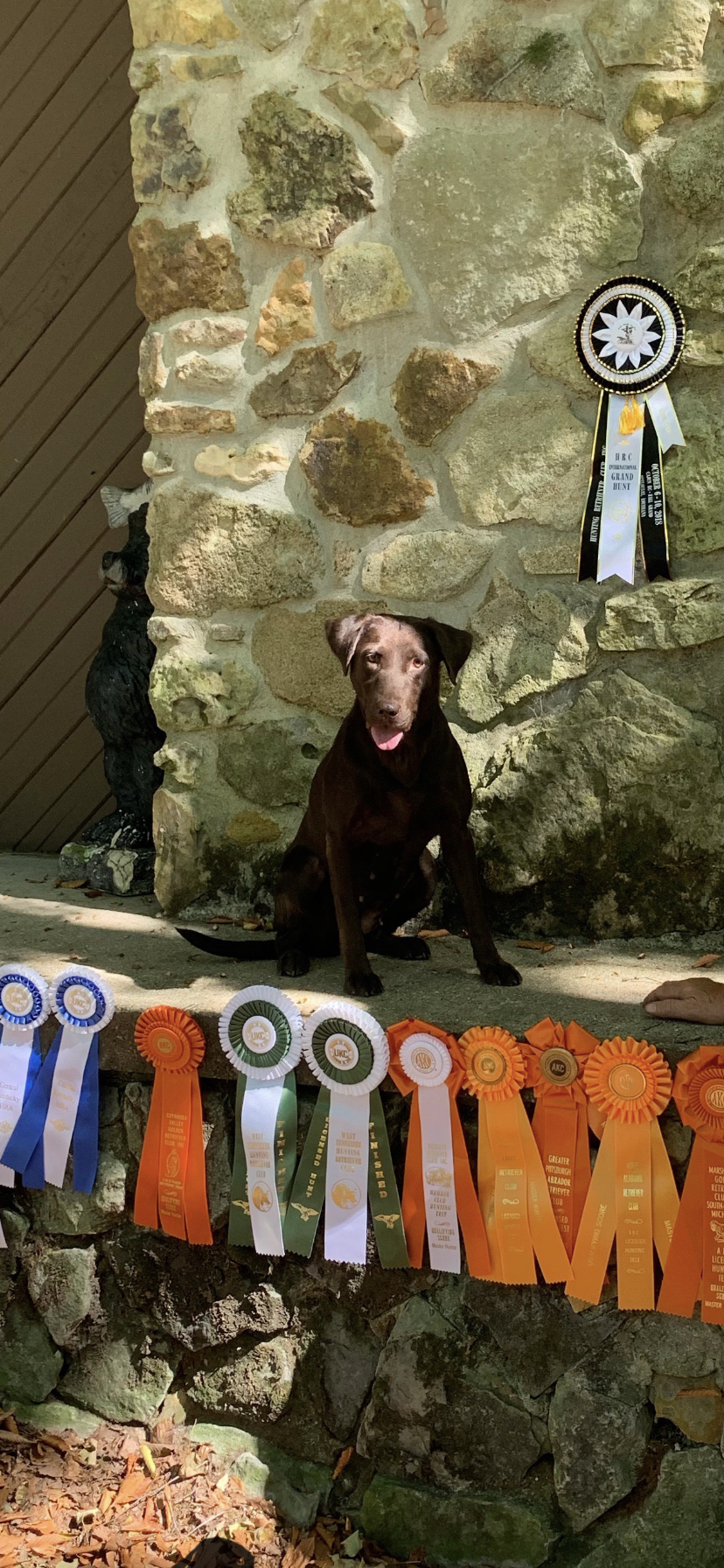 HRCH The Preacher Mans Daughter Brown Sugar Katie MH | Chocolate Labrador Retriver