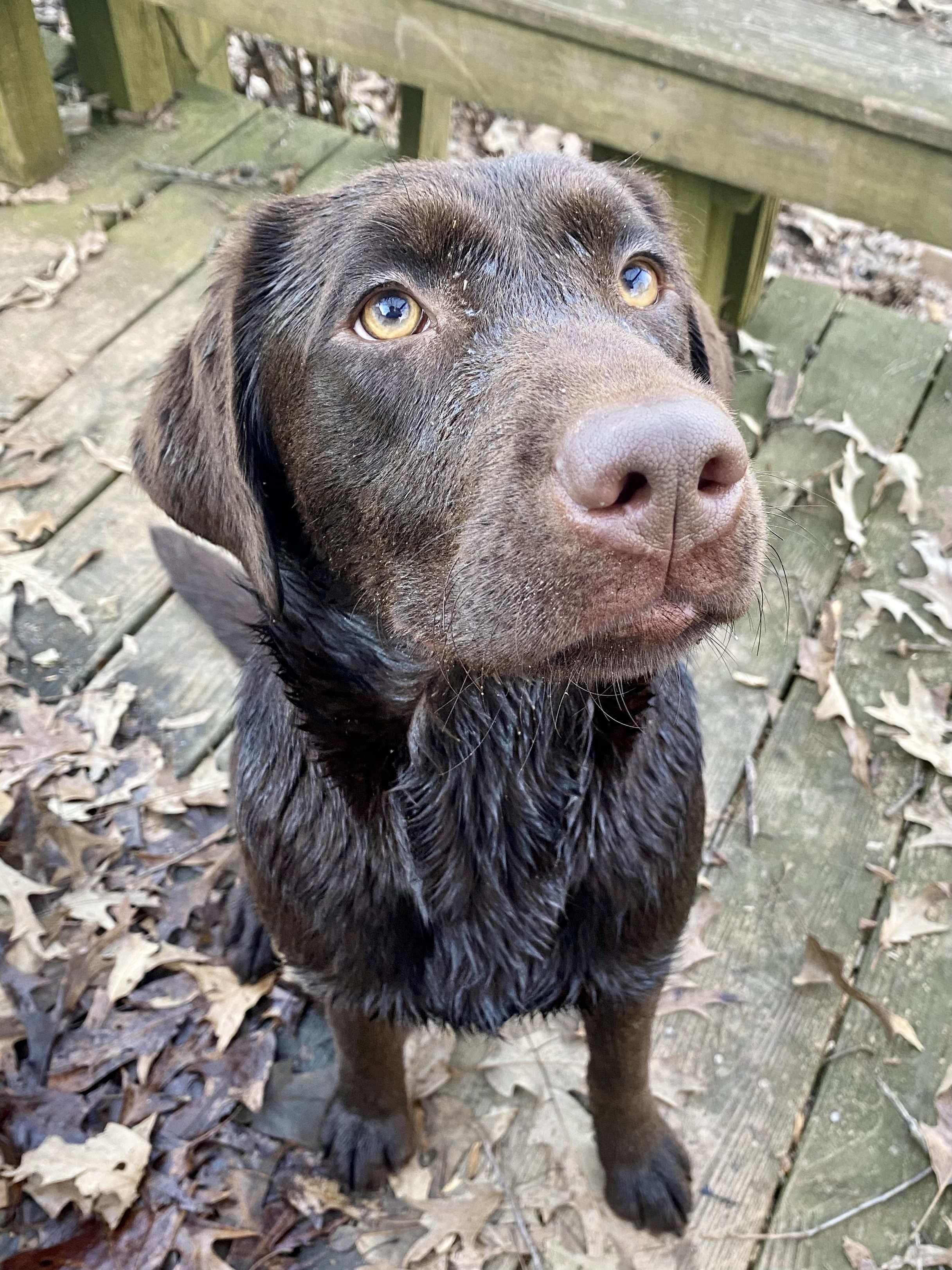 Among The Stars Of Wyld Wood | Chocolate Labrador Retriver