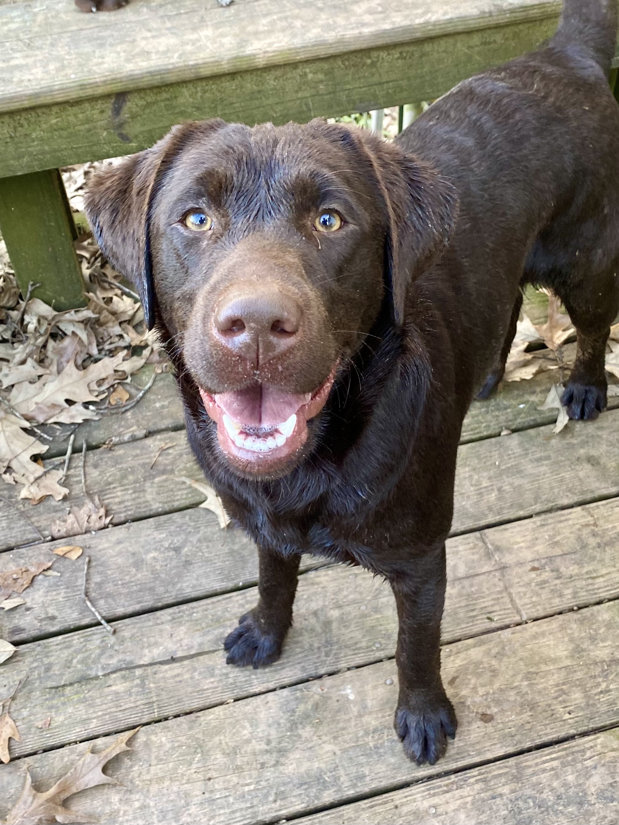 Wyld Woods Nippin My Fingers | Chocolate Labrador Retriver