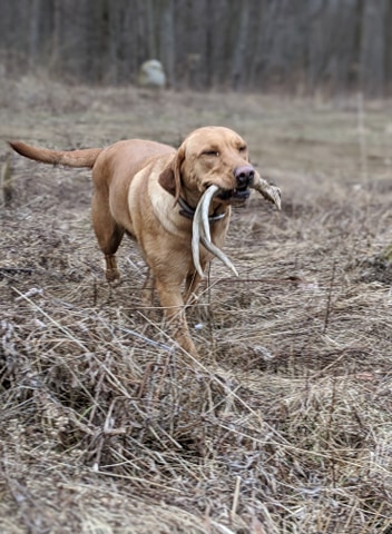 Semko's Iris Of Mafgar BCAT DA DJX2 HDS CGCA CGCU | Yellow Labrador Retriver