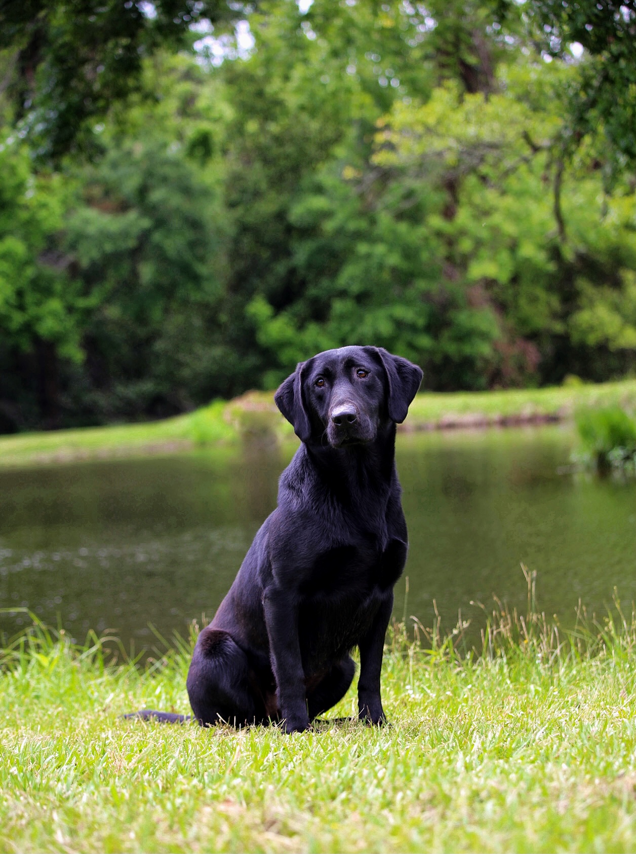 HR Taking Lines Like A Texas Tumble Weed | Black Labrador Retriver