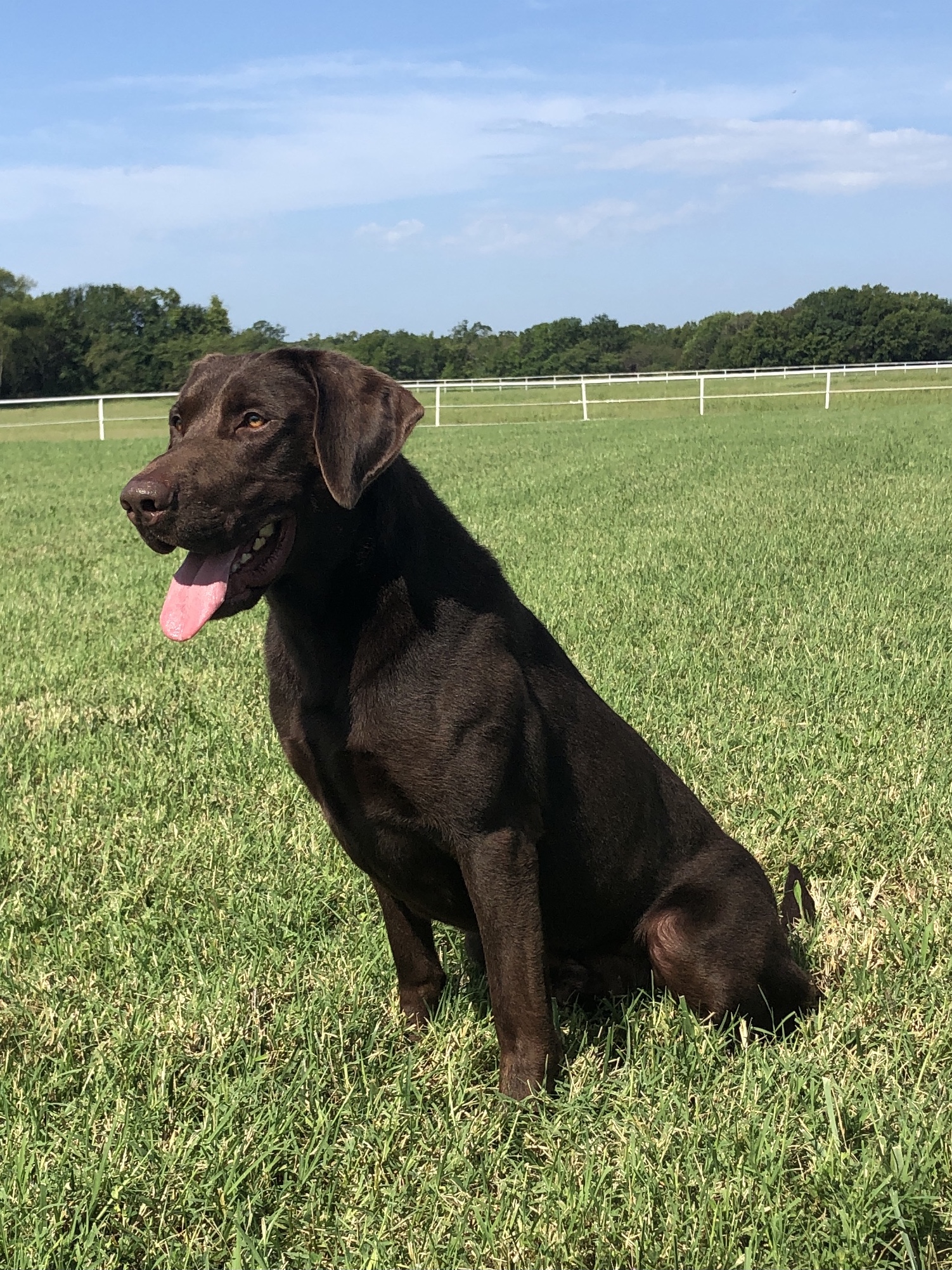 SHR Tychos 3 Ring Ryker JH | Chocolate Labrador Retriver