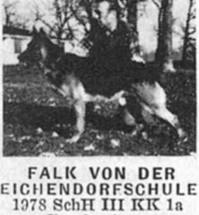 Falk von der Eichendorfschule | German Shepherd Dog 