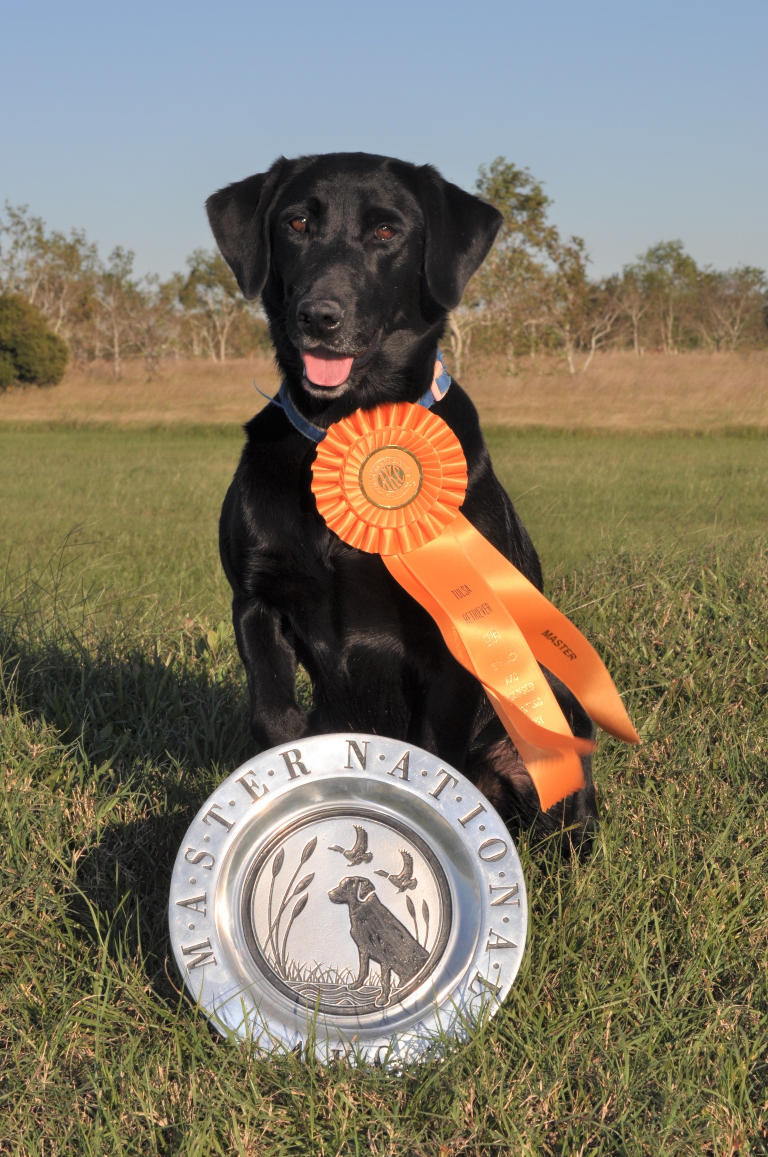 Heather's Wee Little Devil MH | Black Labrador Retriver