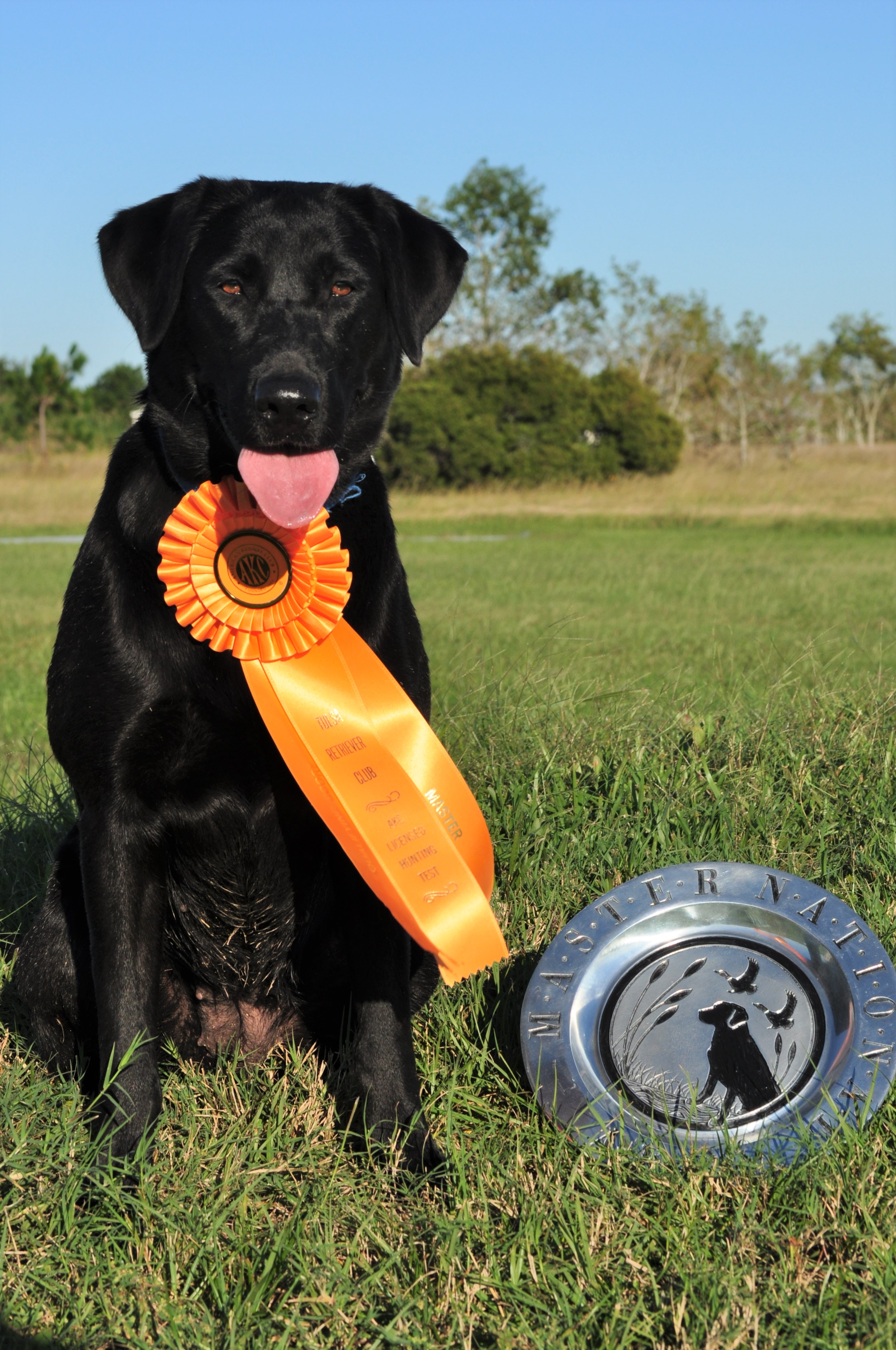 Bayou Teche All Star MH | Black Labrador Retriver