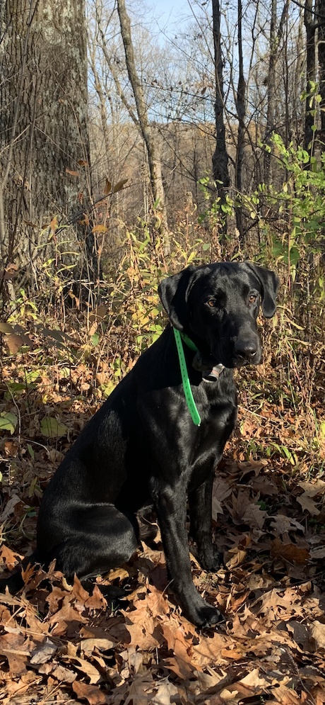 Hpk's Paradise City JH | Black Labrador Retriver