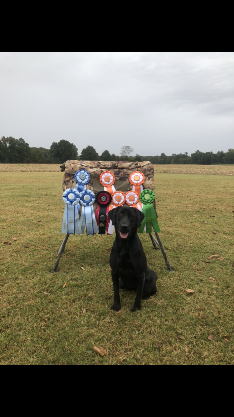 HRCH Franchise’s High Flyer | Black Labrador Retriver