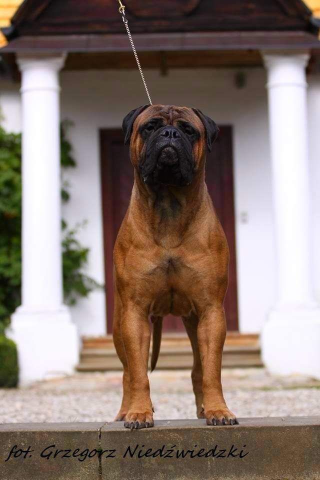 BESTIA MAGNA Audentia | Bullmastiff 