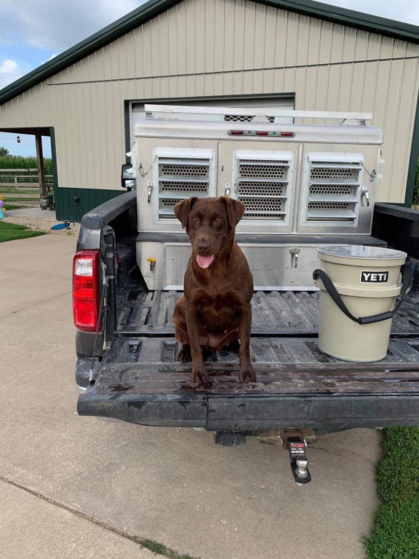 Blackhawk Ridge’s Sidearm JH | Chocolate Labrador Retriver