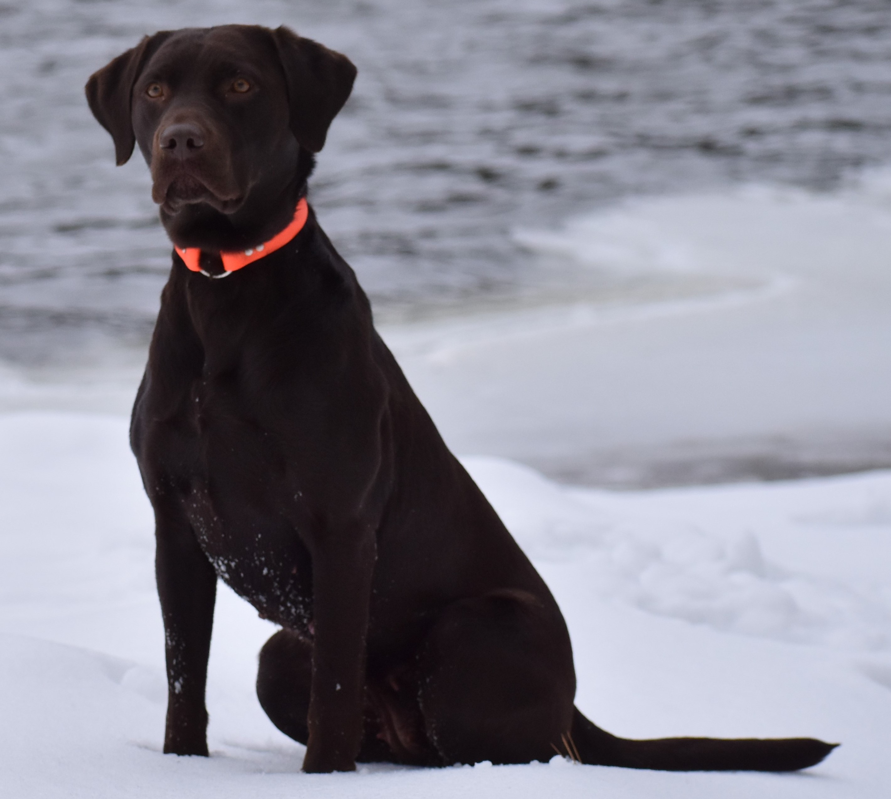 Leinies Lovin Gracie Belle | Chocolate Labrador Retriver