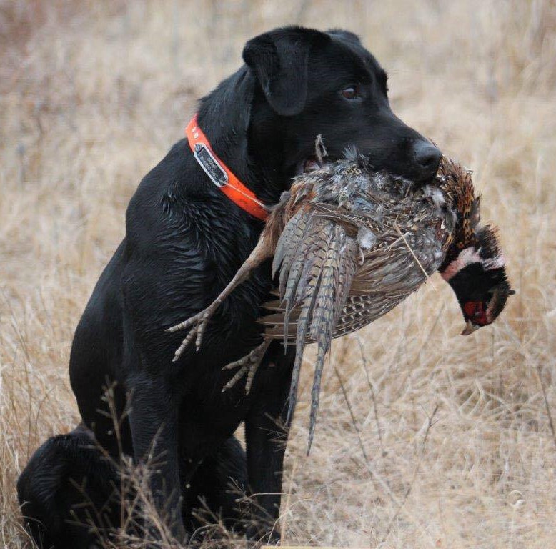 CPR Lavergne's Drake Hunter | Black Labrador Retriver