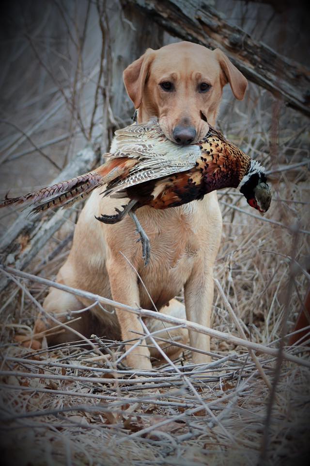 CPR D&R Princess Zoey | Yellow Labrador Retriver