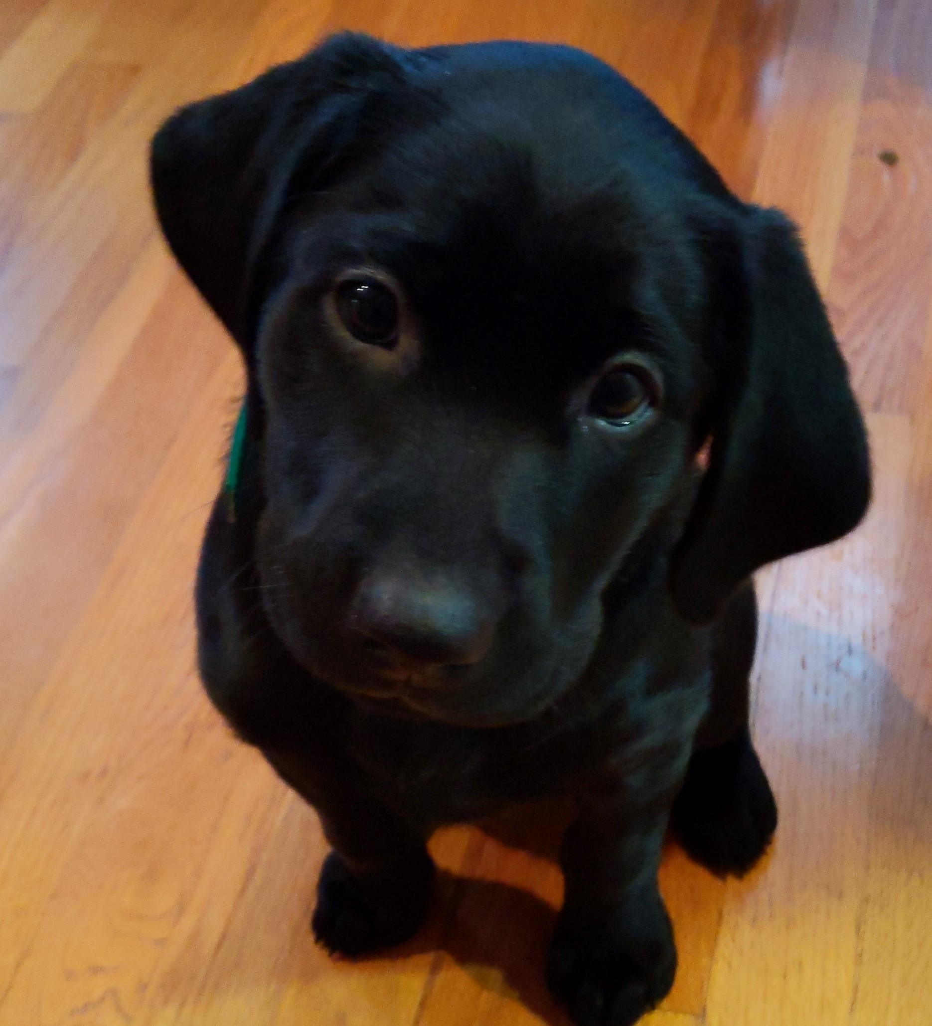 Akuk's Here I Go Again | Black Labrador Retriver