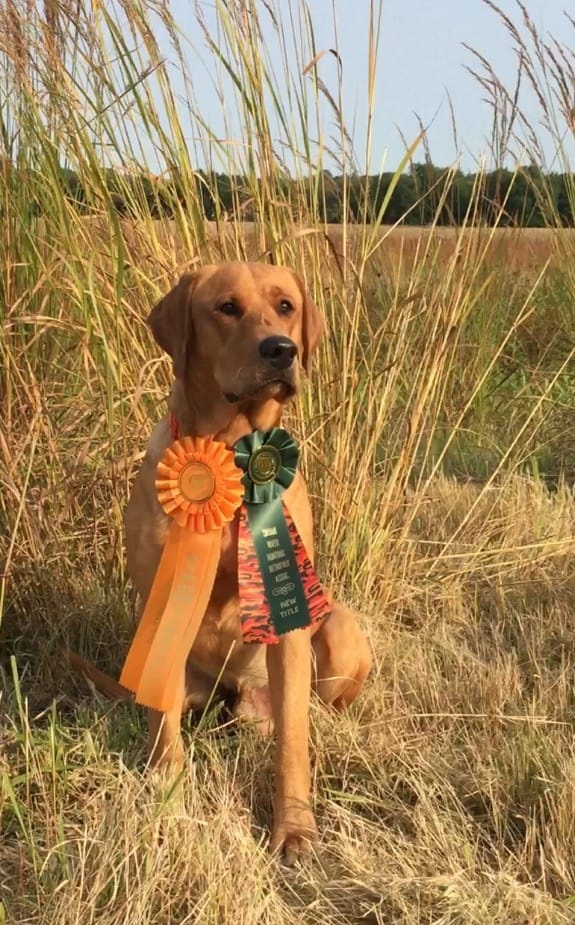 HRCH Pike Riparian Gooserider MH | Yellow Labrador Retriver