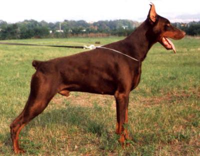 Baron Nike Renewal | Brown Doberman Pinscher