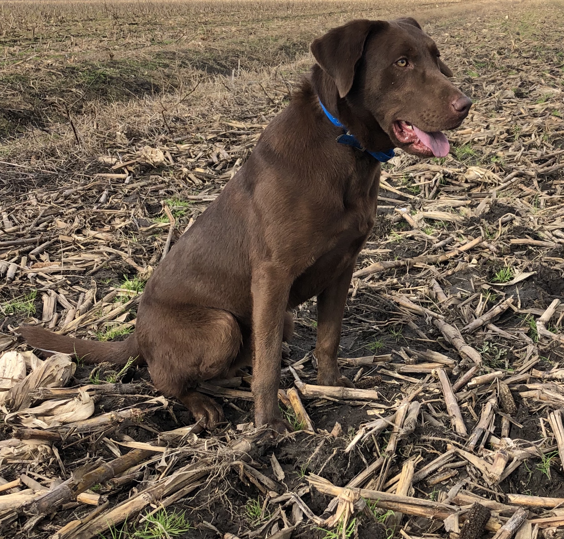 Jff Bad Habit CGC TKI | Chocolate Labrador Retriver