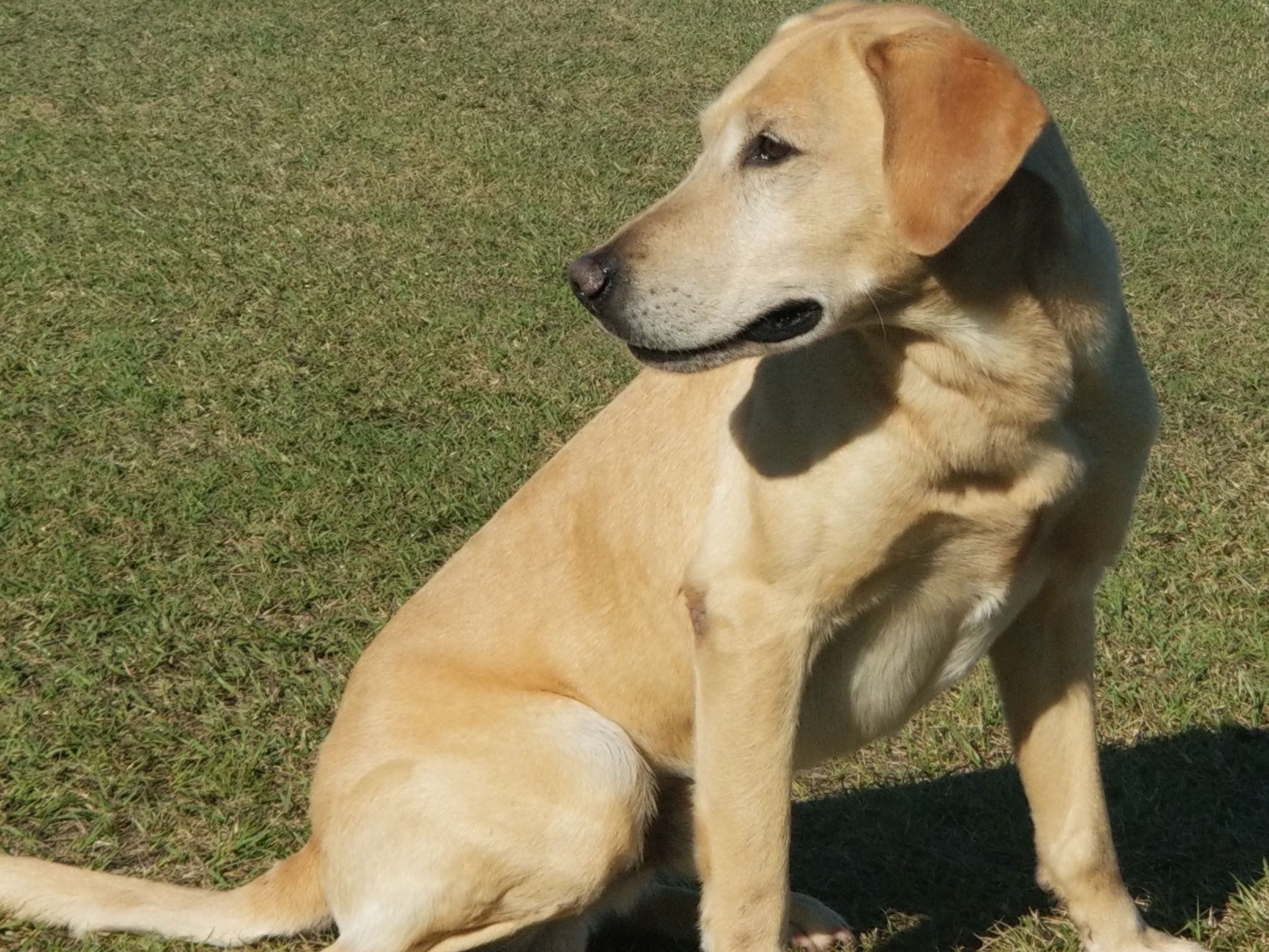 Louisiana's Little Buddy | Yellow Labrador Retriver