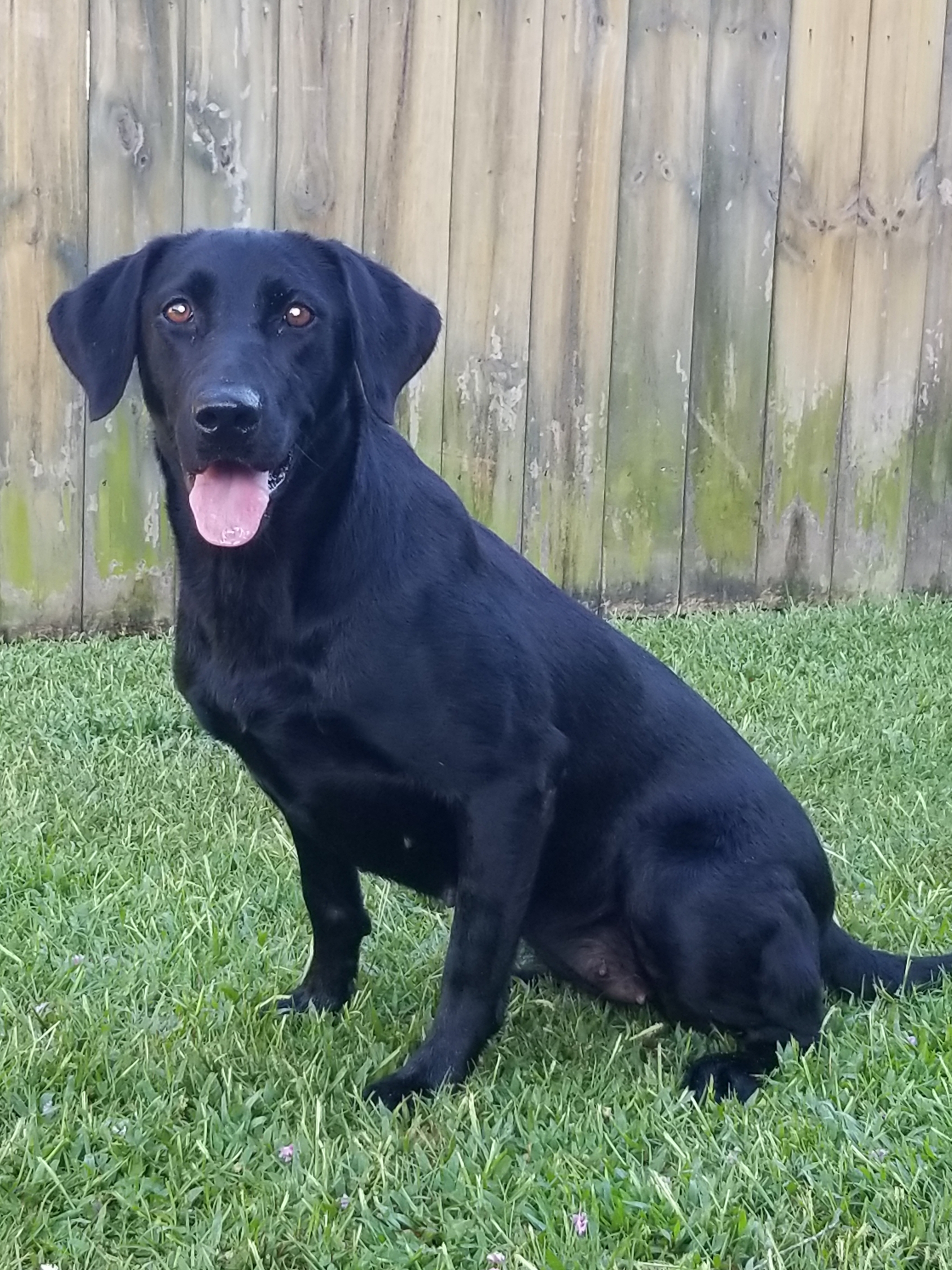 HRCH Louisiana's Hot Sauce | Black Labrador Retriver