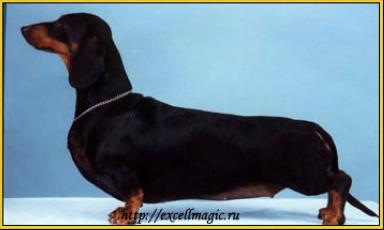 Hanalex Black Heidi | Dachshund 