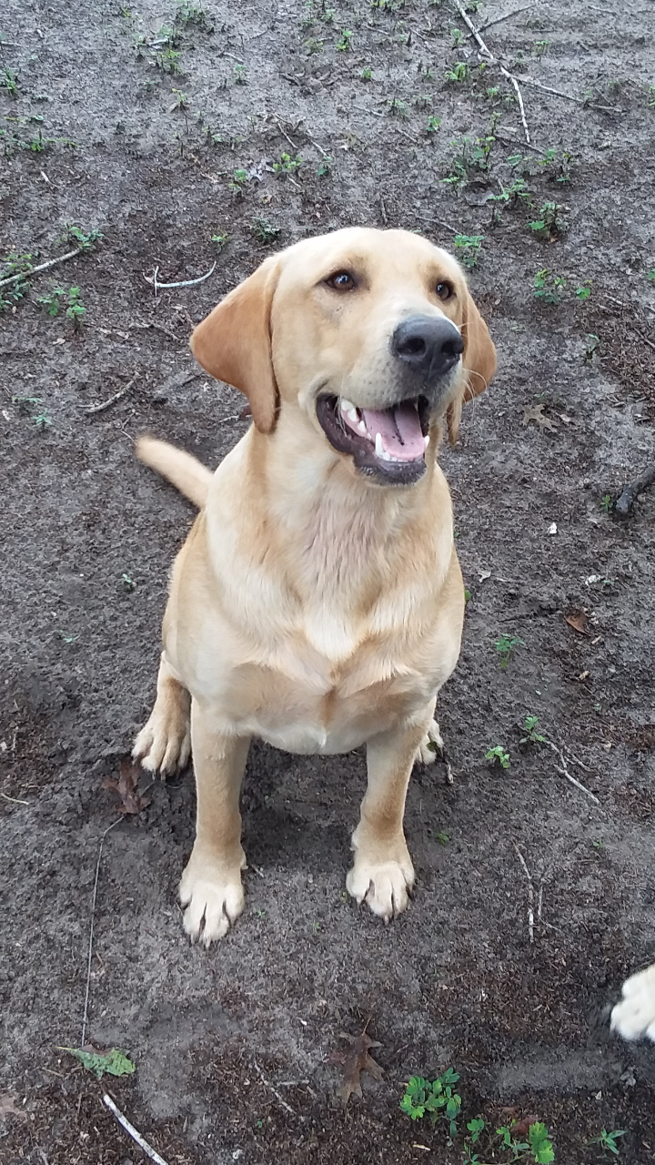 Hank Evan Jackson | Yellow Labrador Retriver