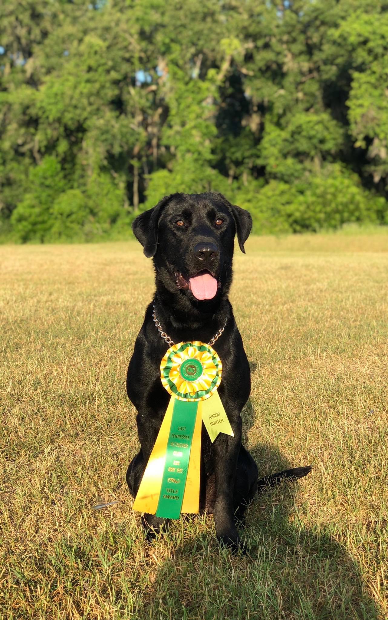 Salem’s Mad Ducker Tucker JH | Black Labrador Retriver