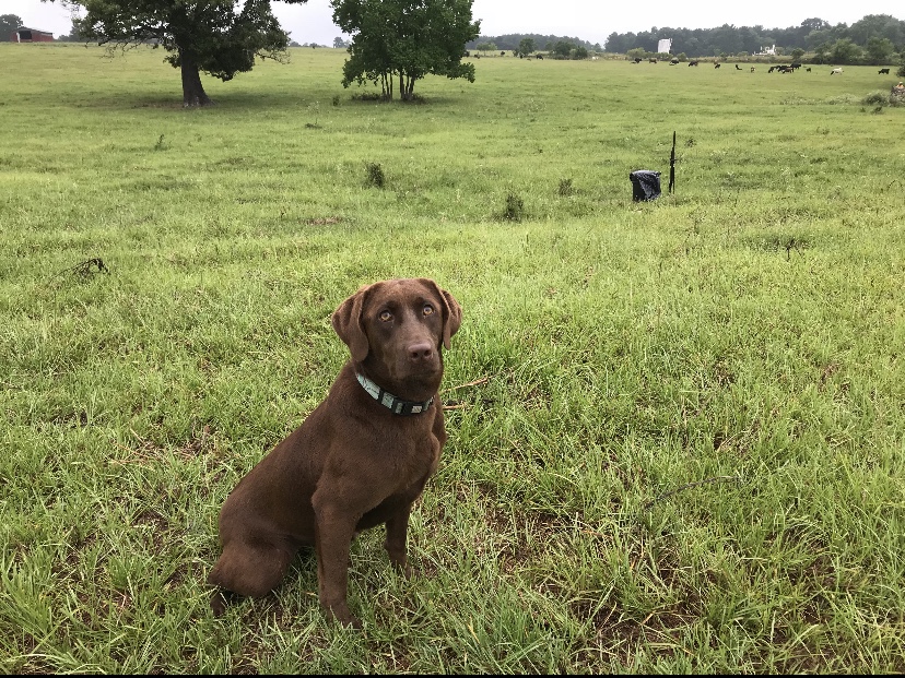 HR East Texas Echo Of The Pines | Chocolate Labrador Retriver