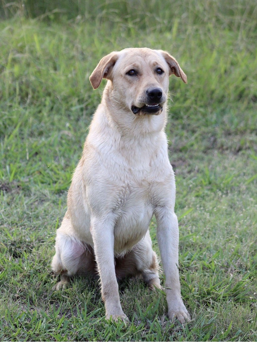 HRCH  Maverick Top Gun Wingman Gardner JH | Yellow Labrador Retriver