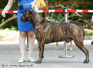 Vladyka Moskovii Gelend Moe Sovershenstvo | Bullmastiff 