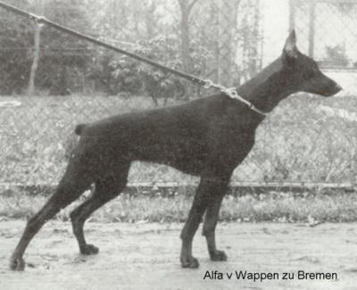 Alfa v. Wappen zu Bremen | Black Doberman Pinscher