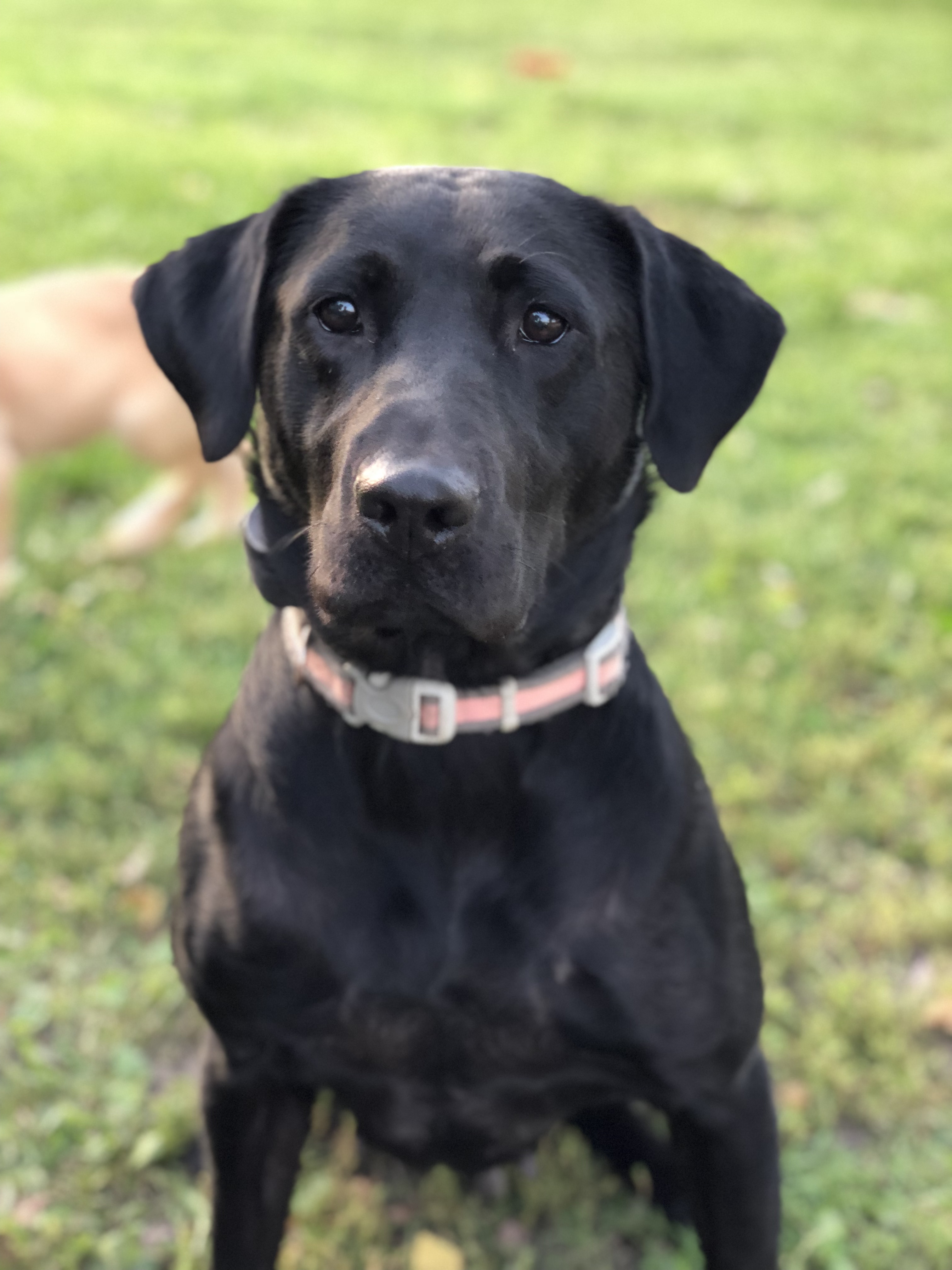 OT Duchess Sadie of SLR JH | Black Labrador Retriver