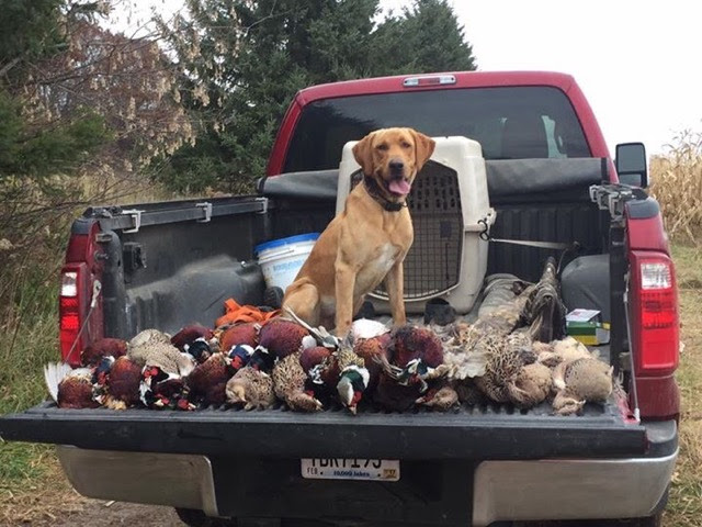 Mr. Magnificent Marshall JH | Yellow Labrador Retriver