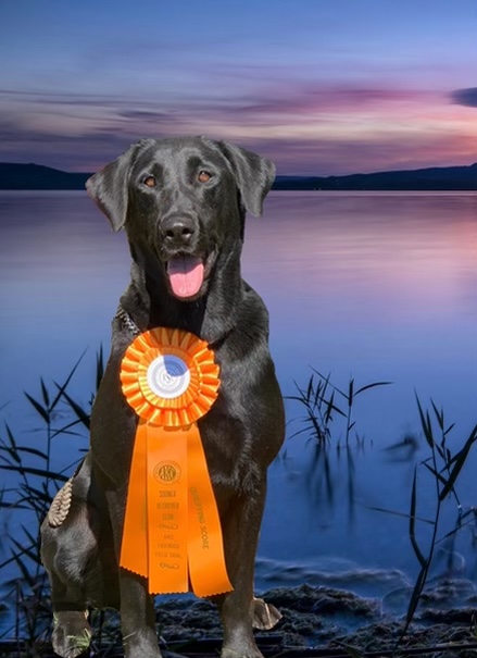 Hiwaters Cookie Lyons MH | Black Labrador Retriver