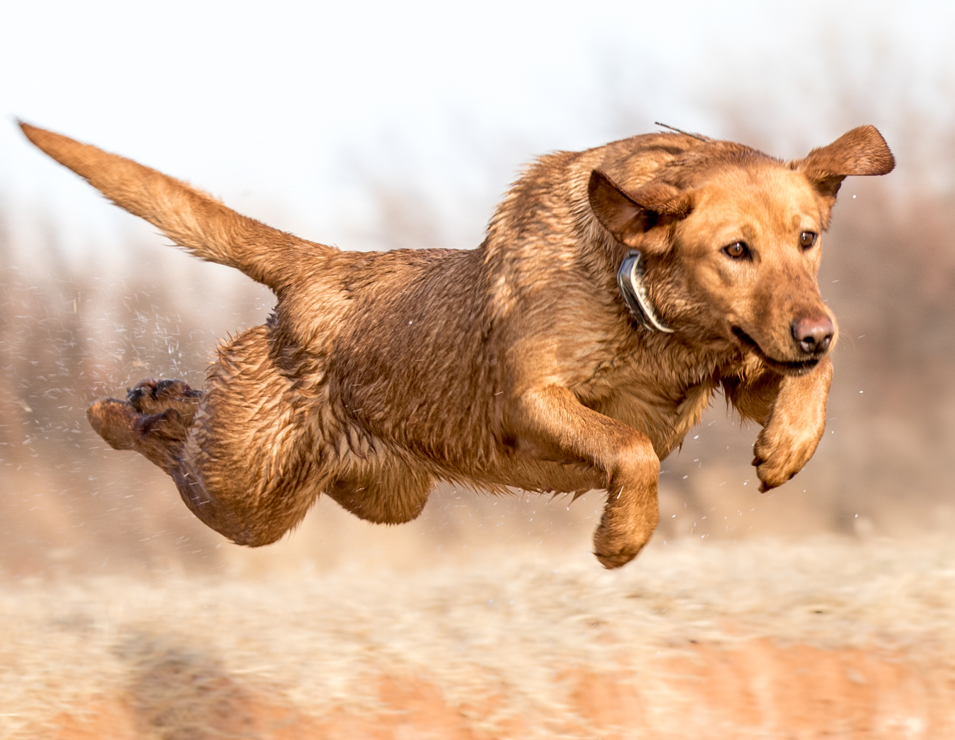 HR Loeffler's Goose Stew Just Add Rue SH MH | Yellow Labrador Retriver