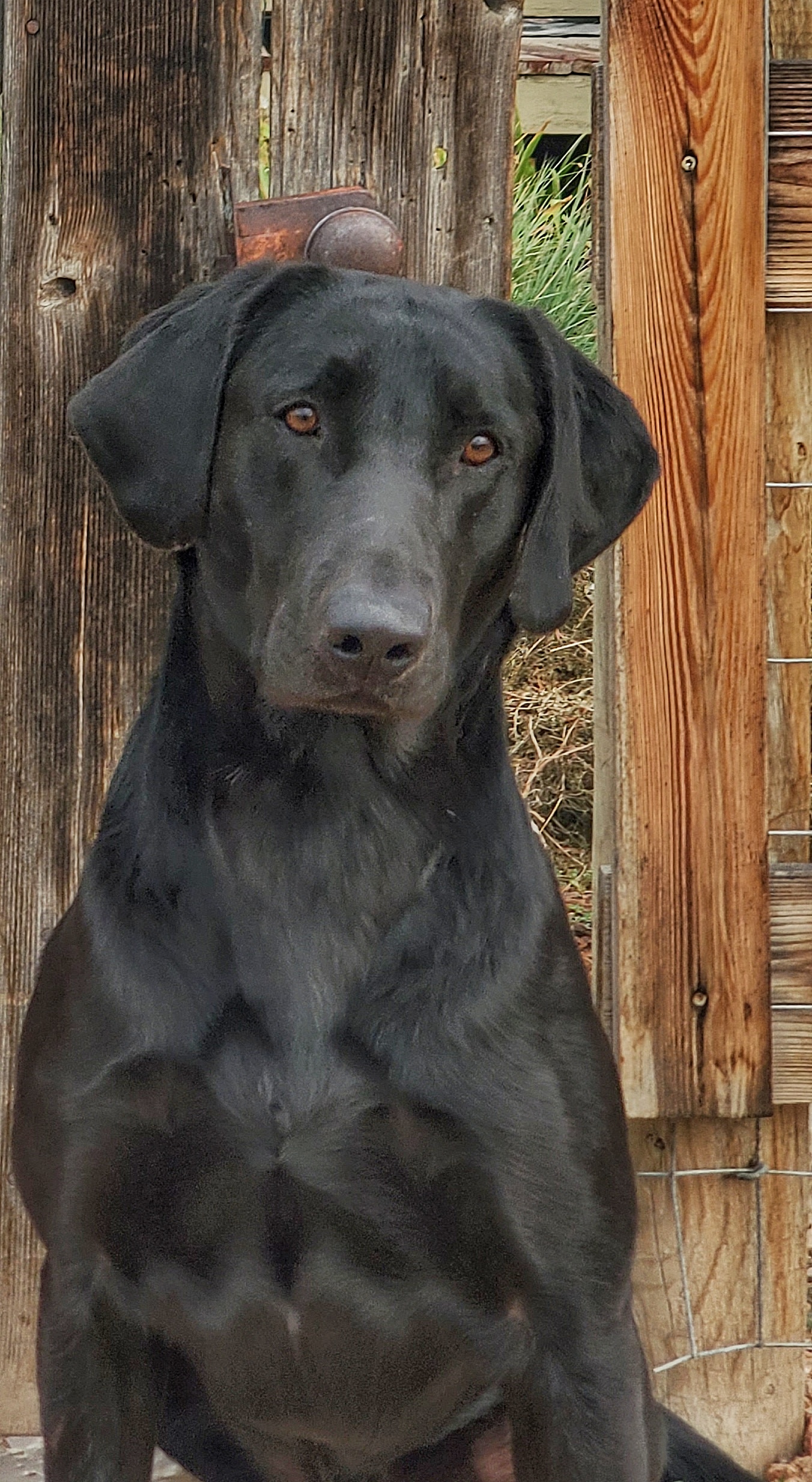 HR Flk Meadow Creek Gunner | Black Labrador Retriver