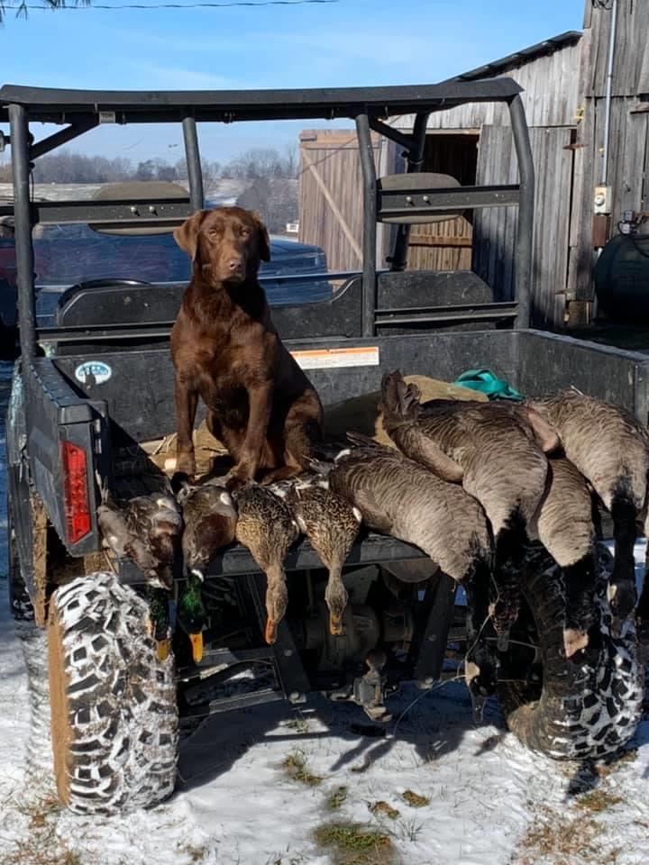 HRCH Fallen Timber Bella’s Wildfire JH | Chocolate Labrador Retriver