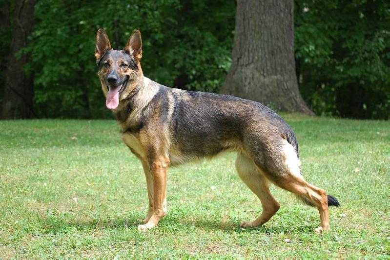 Royal Atlas Cosmic Goddess | German Shepherd Dog 