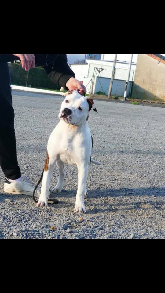 burning staff Raven Head Of Rock RFCL | American Staffordshire Terrier 