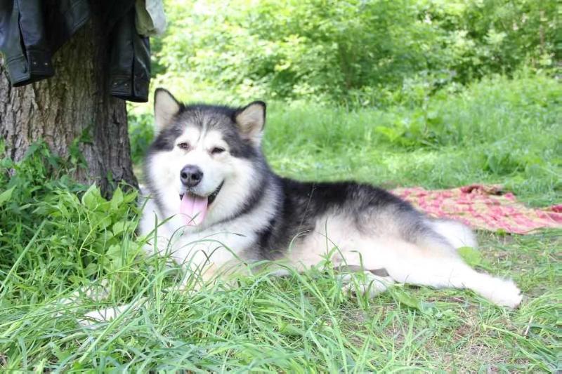 Yangan Fayer Energi | Alaskan Malamute 