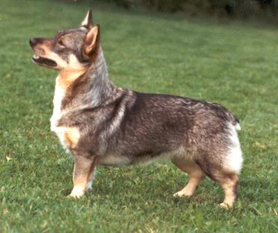 FENNICAN HIENO HELMA | Swedish Vallhund  FENNICAN HIENO HELMA | Swedish Vallhund