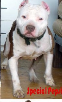 Special Pepsi | American Pit Bull Terrier 