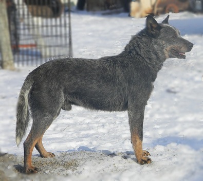 Rad's Maddox Stone | Australian Cattle Dog 