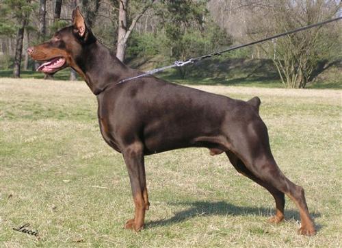 Tahi-Réme Diablo | Brown Doberman Pinscher