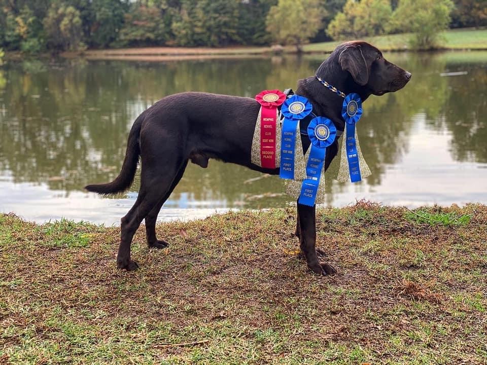 NWNI SPOTO Three Lakes Labradors ORTS Blue SWN RI CGCU CGCA FDC TKA | Chocolate Labrador Retriver