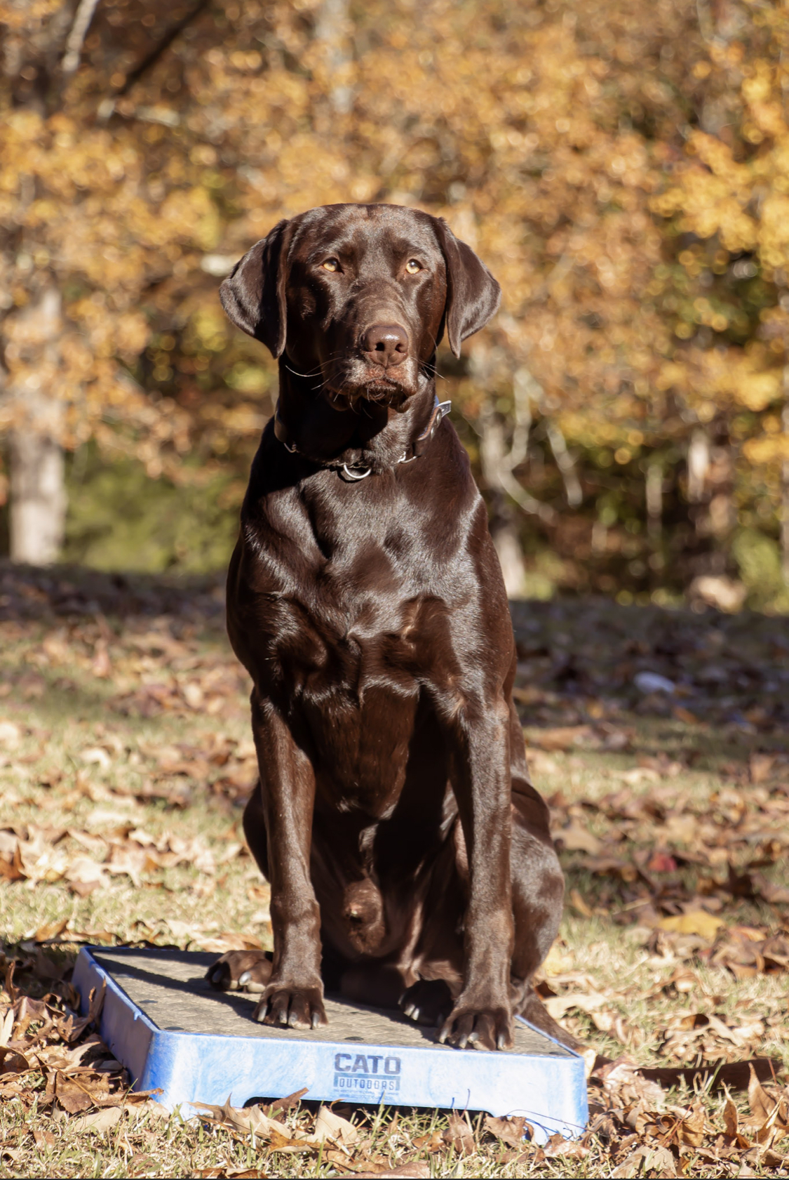 NWNI SPOTO Three Lakes Labradors ORTS Blue SWN RI CGCU CGCA FDC TKA | Chocolate Labrador Retriver