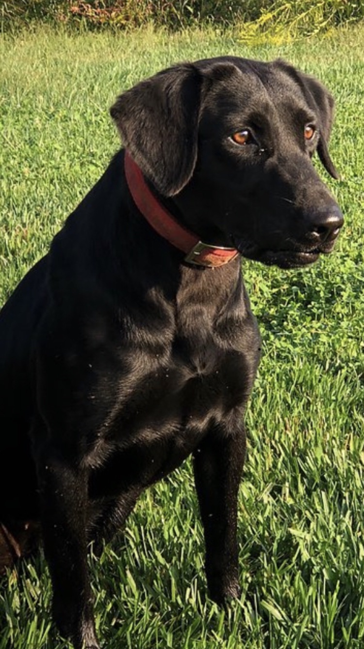 Wingate Rose | Black Labrador Retriver