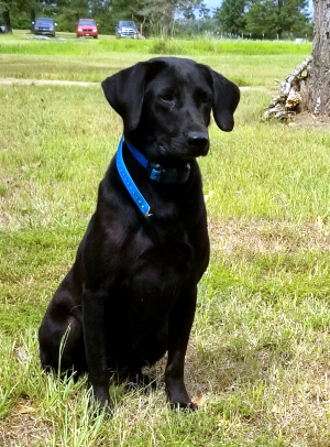 Cross Creek's Crank It Up | Black Labrador Retriver